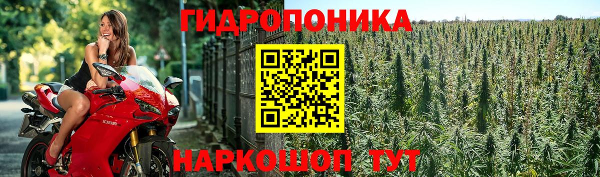 Бошки Шишки MAZAR Малгобек